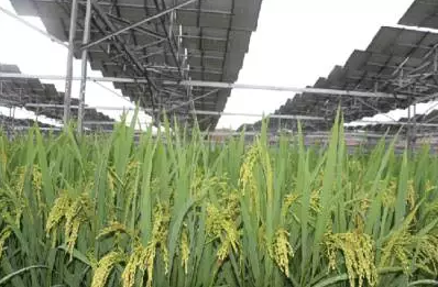 一塊土地 兩份收入！還是光伏農業(yè)最靠譜！