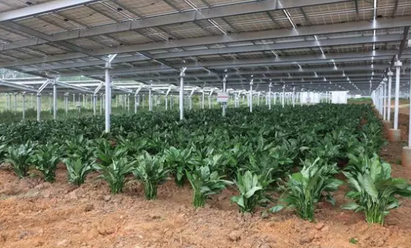 同在農村 你只用光伏發(fā)電 他們用光伏賺錢(qián)