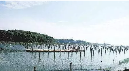 濕地建光伏有風(fēng)險，某地已開(kāi)展“清河行動(dòng)”！