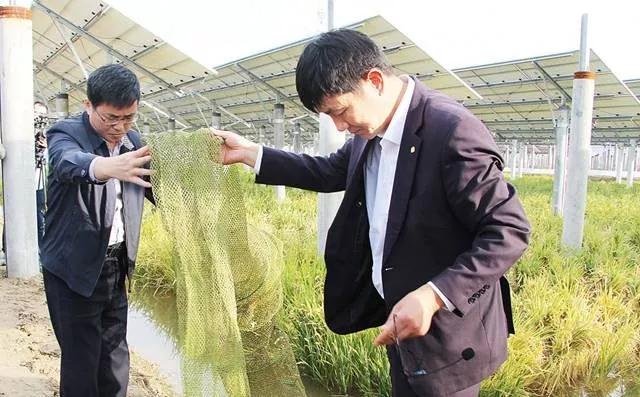 光伏板下養魚(yú)不新奇鹽城這家首創(chuàng  )的一水兩用一光三照才高級！
