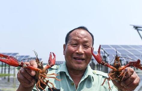 浙江長(cháng)興:光伏板下養小龍蝦 “一地兩用”收益多